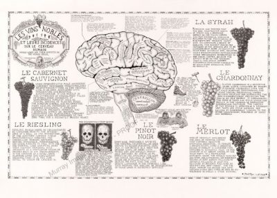 Wine Grape Varities Explained Illustrated by Mark P Ryan